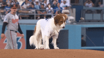Los Angeles Dodgers Sport GIF by MLB