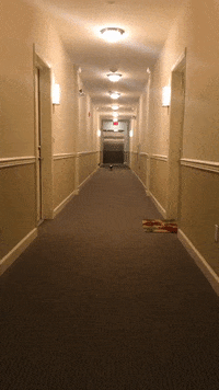 Xinmei dog running dachshund GIF