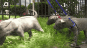 Happy Slow Motion GIF