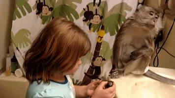 Little Girl Helps Groom Her Pet Monkey