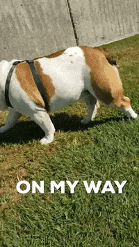 happy on my way GIF by Addie - University of Redlands Mascot