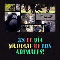 ¡Es el Día Mundial de los Animales! 