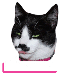 Cat Reaction Sticker