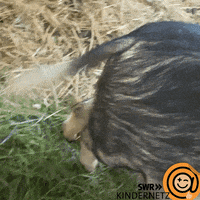 Happy Pig GIF by SWR Kindernetz