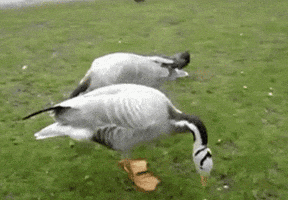 fella GIF