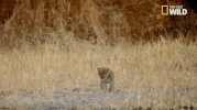 big cat week battle for the pride GIF by Nat Geo Wild 