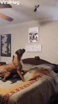 Dog Snatches Drone Out of the Air