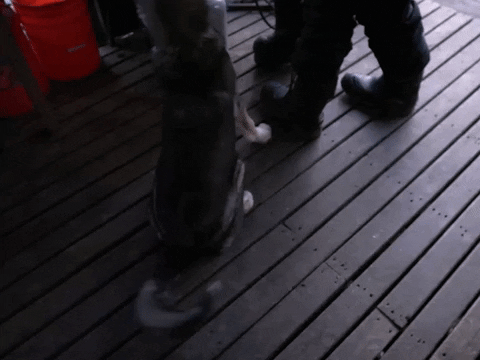 Season 8 Dog GIF by National Geographic Channel