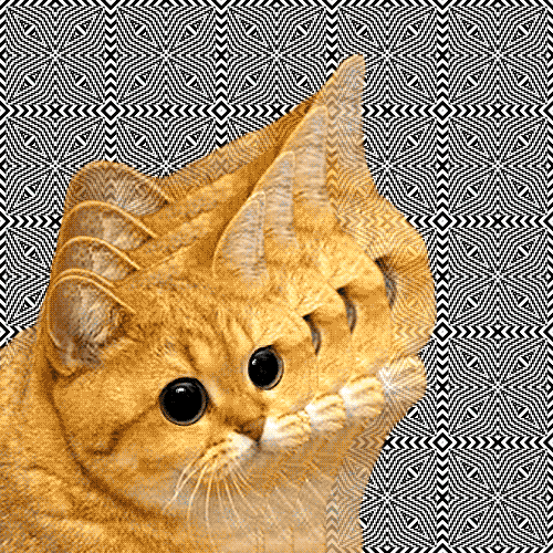 Orange Cat GIF