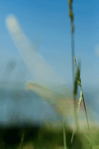 mezitlab  GIF