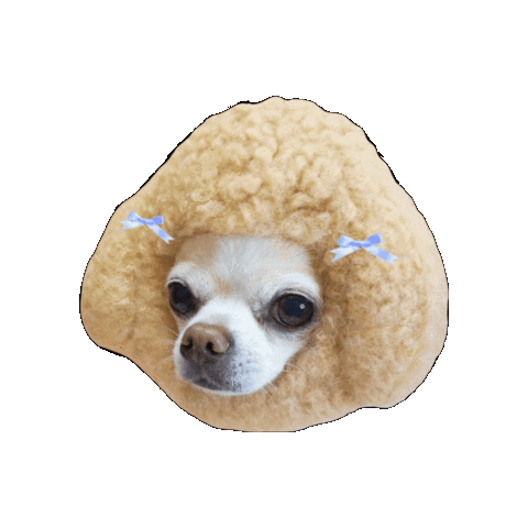 Dog Chihuahua Sticker