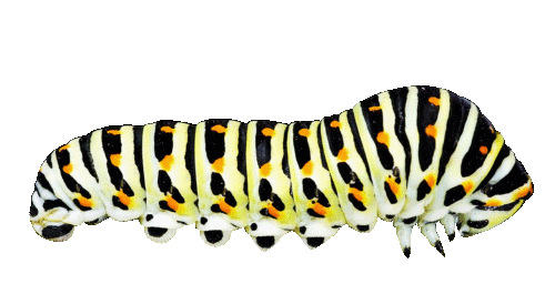 Very Hungry Caterpillar Spring Sticker by Sara Kim Ahn