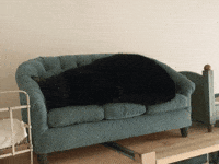 Tired Cat GIF