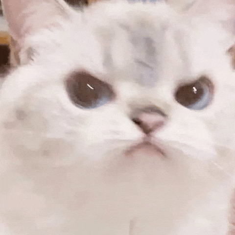 White Cat GIF