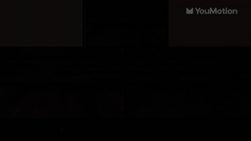Paws Transitions