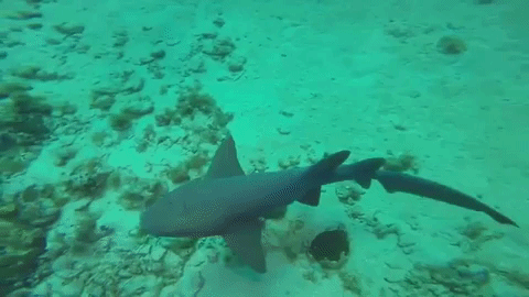 GIF by Dolphin Discovery