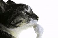 Cat Think GIF