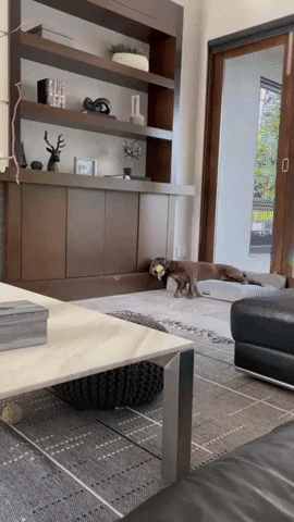 joeloreto34 giphyupload GIF