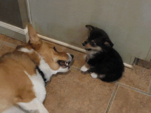 dog animals being jerks GIF