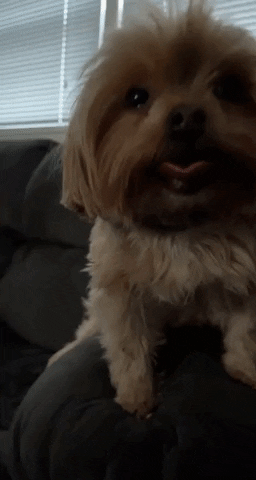 zinger94 giphygifmaker GIF