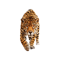 Cheerleading Jaguar Sticker by XTREAM Cheer & Gymnastics