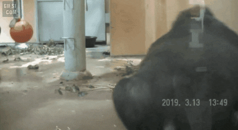 cuteanimalland giphyupload GIF