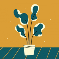 elisa_angelico home plants botanical indoor GIF