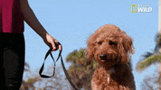 dog GIF by Nat Geo Wild