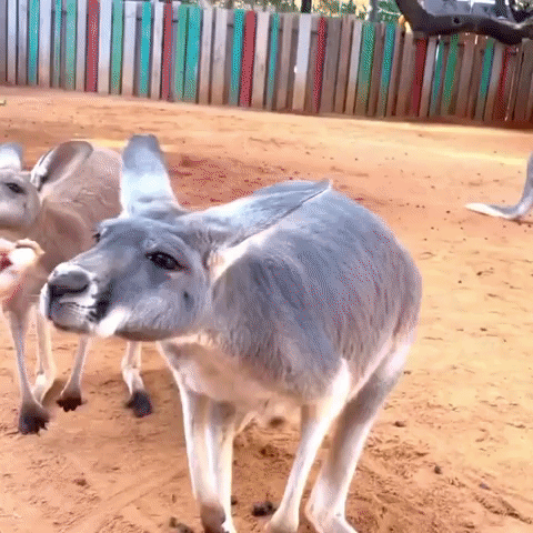 Kangaroos Munch on Peanut Butter Treats