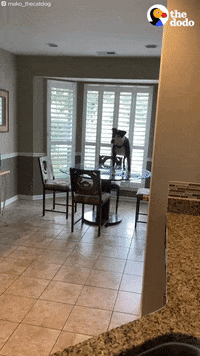 Cat Dog GIF by The Dodo