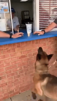 K9 Can't Wait to Cool Down With Ice Cream Cone