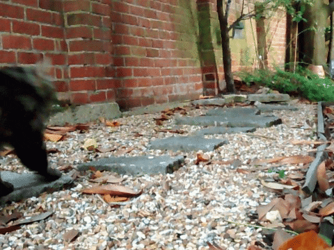 sanfoh giphyupload cat nature water GIF