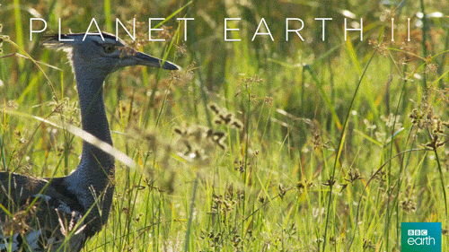 planet earth 2 bird GIF by BBC Earth