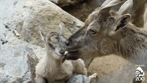 Baby Animal Goat GIF by Los Angeles Zoo and Botanical Gardens