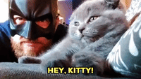 Kitty Does Not Care for Batman