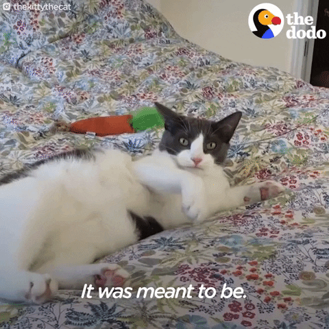 cat GIF by The Dodo