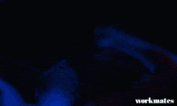New Zealand Dancing GIF by Madman Entertainment