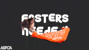 cat kitten GIF by ASPCA