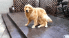 Dog GIF