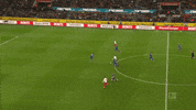 1 Fc Cologne Football GIF by 1. FC Köln