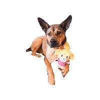 Animal Crossing Isabelle Sticker by Geekster Pets