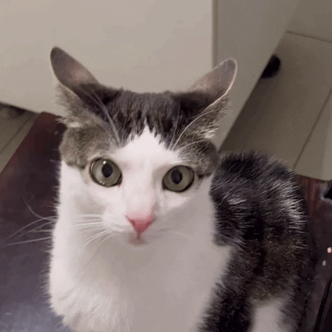 monkeycatluna crunchycat crunchycatluna luna judgy cat GIF