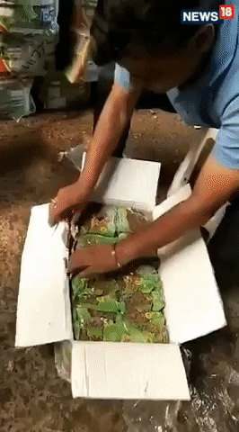 news18 giphyupload GIF