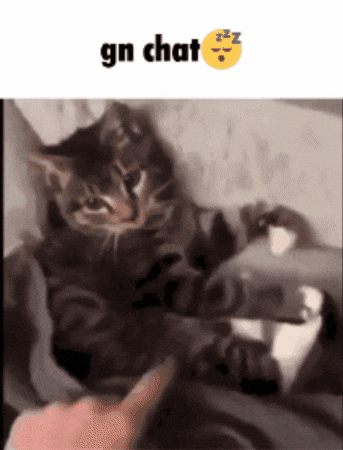 Sleepy Cat GIF