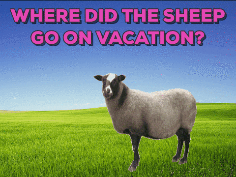 Vacation Sheep GIF
