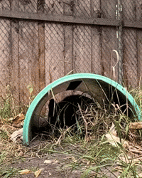 Red Fox GIF by Valley Zoo Development Society