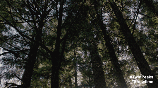 Twin Peaks Trees GIF by Twin Peaks on Showtime