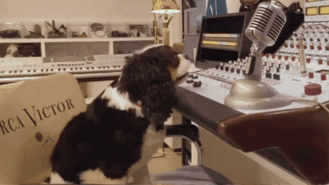 CelebrityPets giphygifmaker dog rescue aspca dog adoption GIF