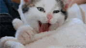 cute cat GIF