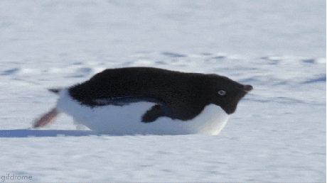 Wildlife gif. Penguin sliding forward on flat ground on its stomach.